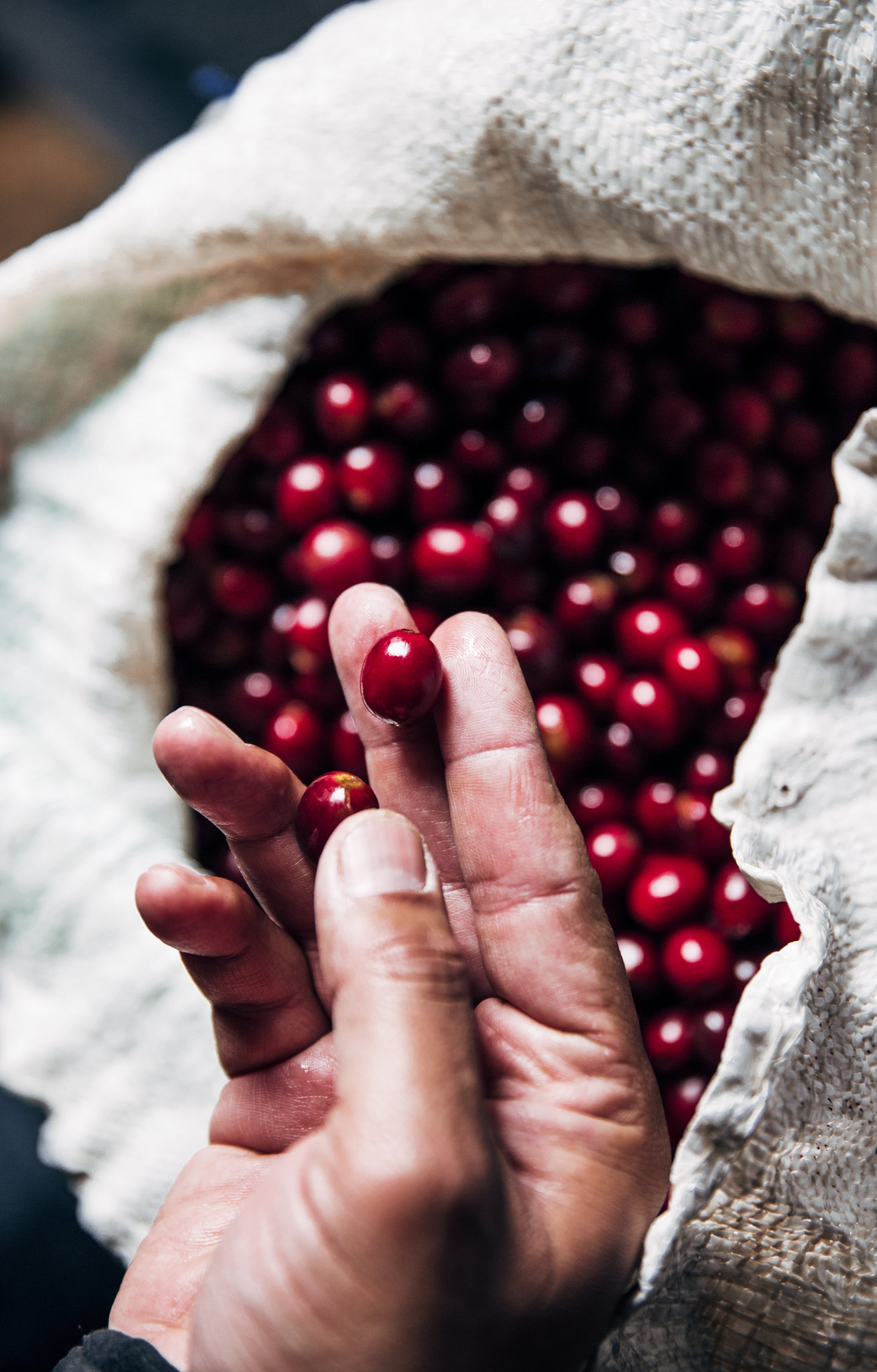 hand holding fresh picked coffee